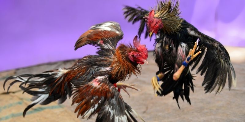 88i bet KM Game Bài 3d