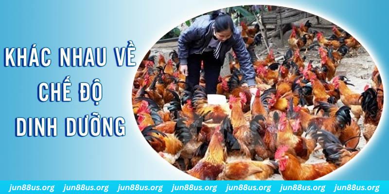 88i bet xổ số miền nam thứ năm hàng tuần