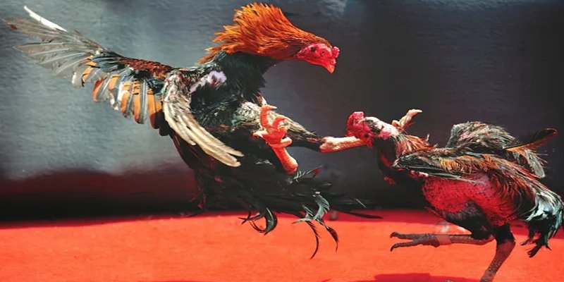 88i bet bắn cá h5 chơi ngay