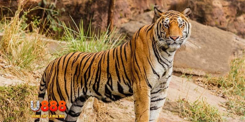 88i bet game nổ hủ máy bay