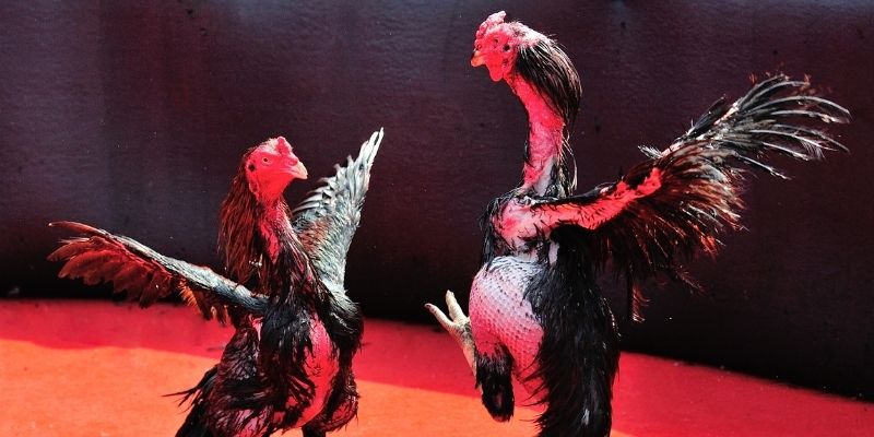 88i bet thị trường baccarat là gì