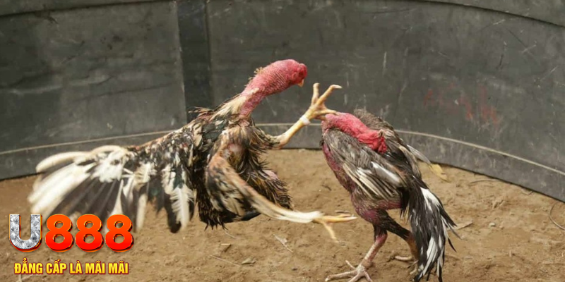 88i bet đăng nhập tiến lên miền nam số 1